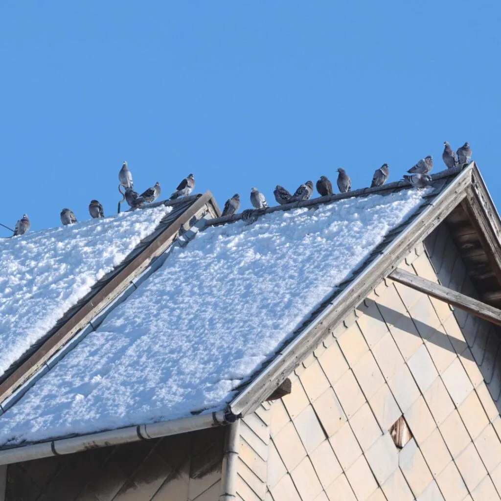 Vogelwering plaatsen