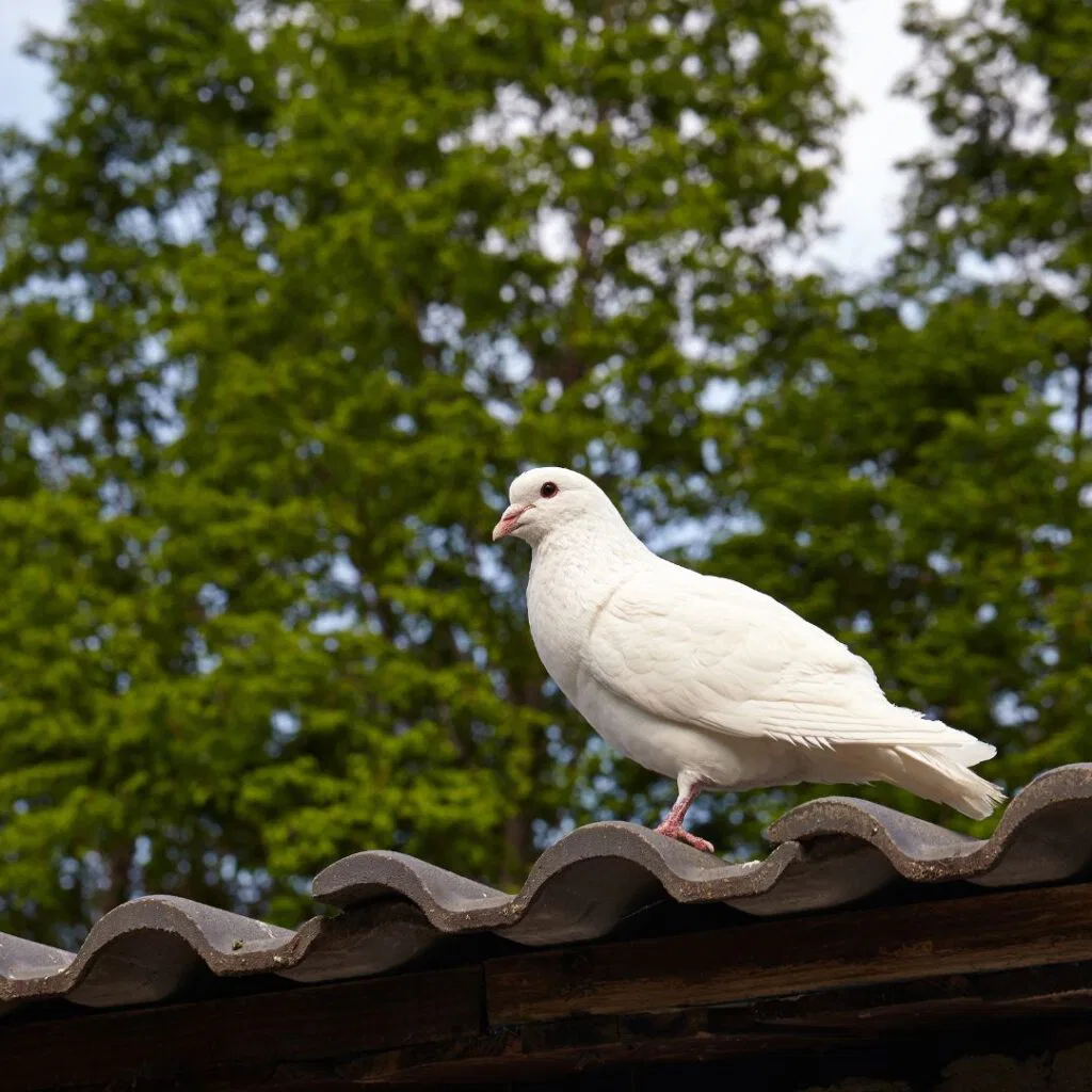 Vogelwering plaatsen