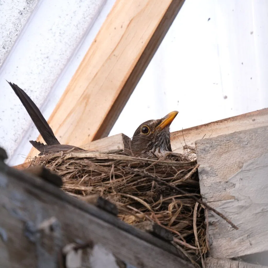 Vogelwering plaatsen