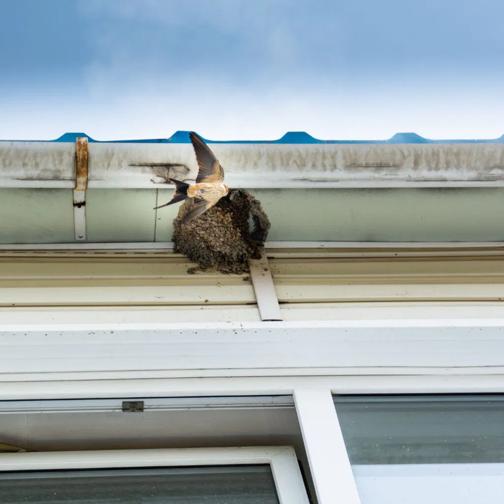 Vogelwering plaatsen